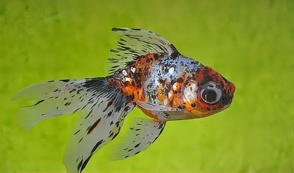 如何區分龍魚中的老頭魚？