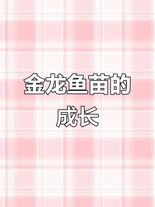 小龍魚長什么樣