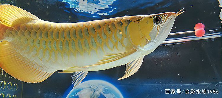 小龍魚長什么樣