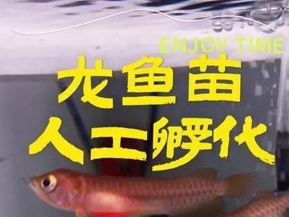 小龍魚長什么樣