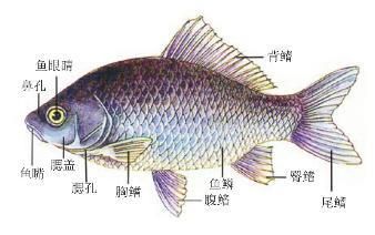 龍魚結構與功能圖解：龍魚的結構與功能