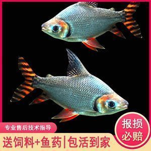 紅龍魚的配魚有哪些（紅龍魚與鱸魚混養(yǎng)注意事項(xiàng)，紅龍魚與鱸魚混養(yǎng)風(fēng)險(xiǎn)）