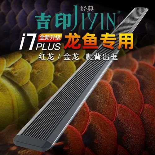 龍魚燈的價格范圍是多少？