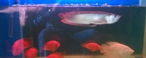 銀龍魚混養的風險分析：銀龍魚混養存在一定的風險