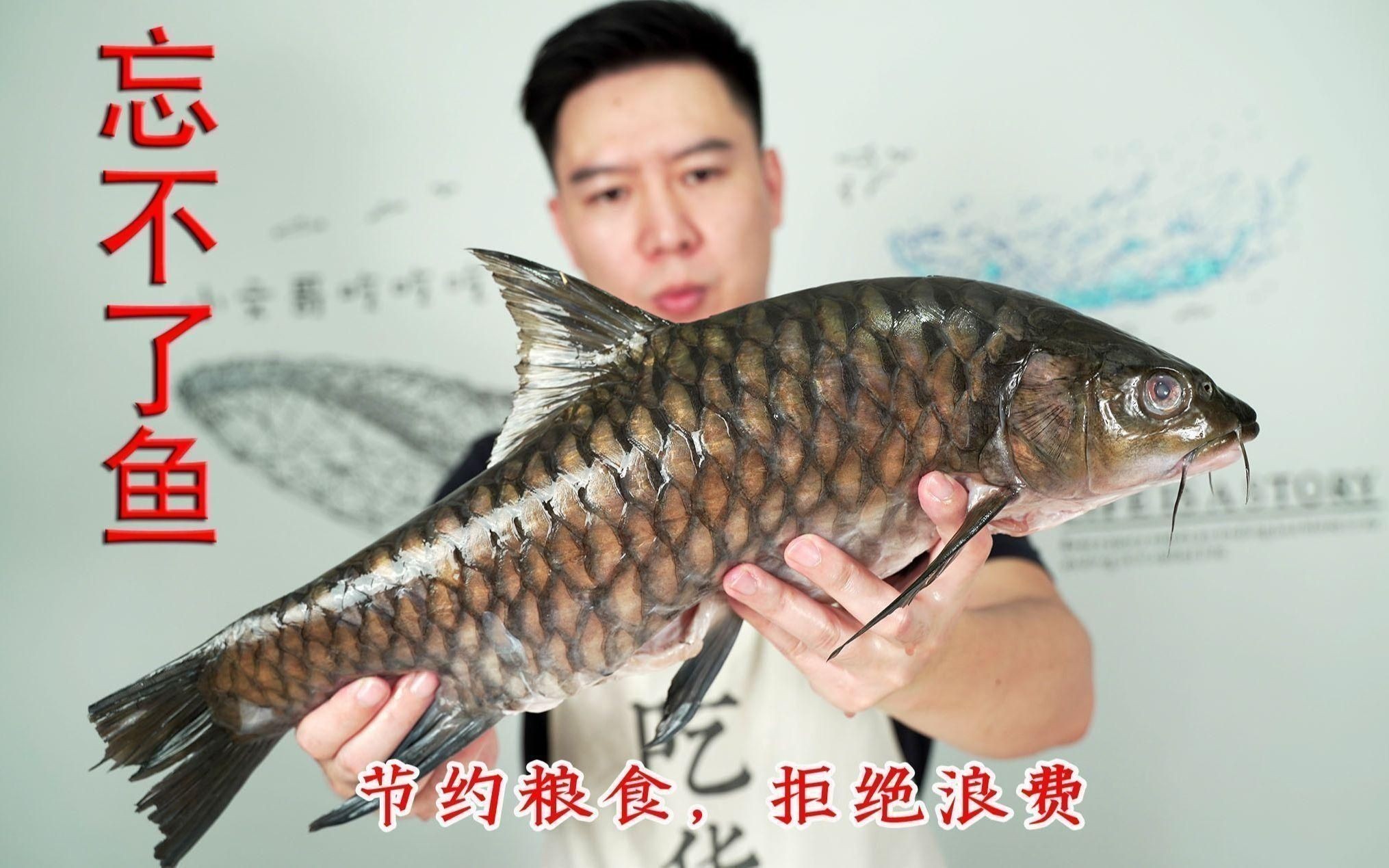 馬來西亞忘不了魚就是鯉魚 馬來西亞忘不了魚就是鯉魚 龍魚百科 第3張