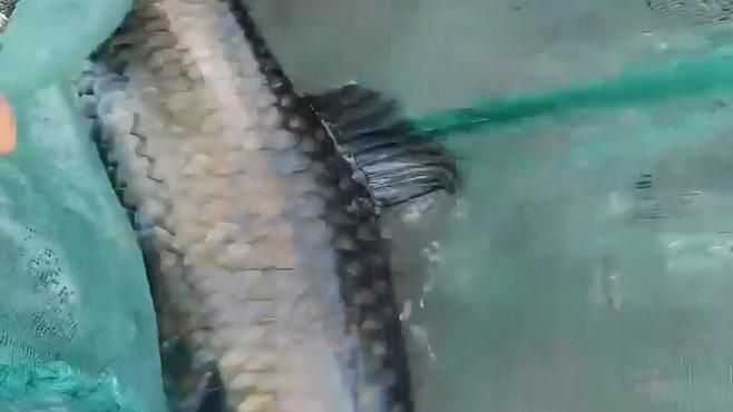 馬來西亞忘不了魚就是鯉魚 馬來西亞忘不了魚就是鯉魚 龍魚百科 第4張