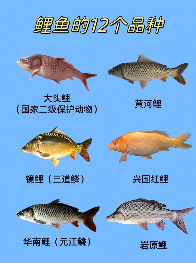 鯉魚品種介紹圖片