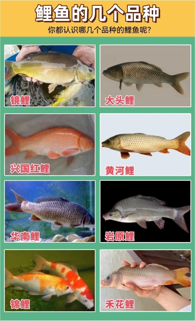 鯉魚品種介紹圖片