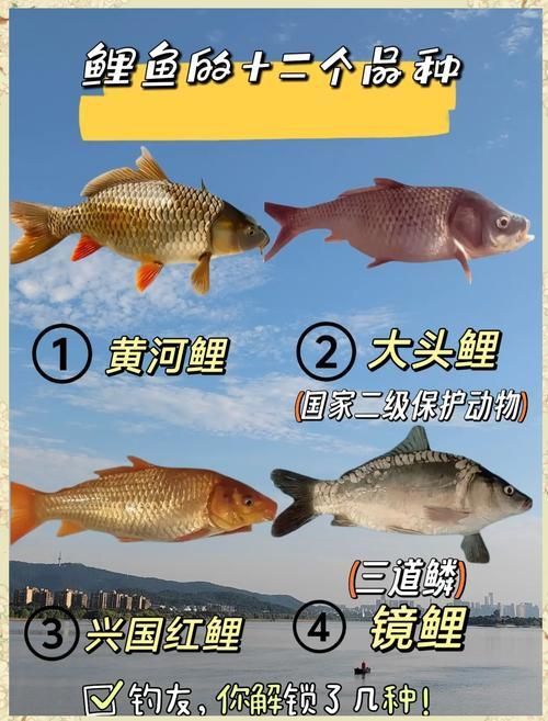 鯉魚品種介紹圖片