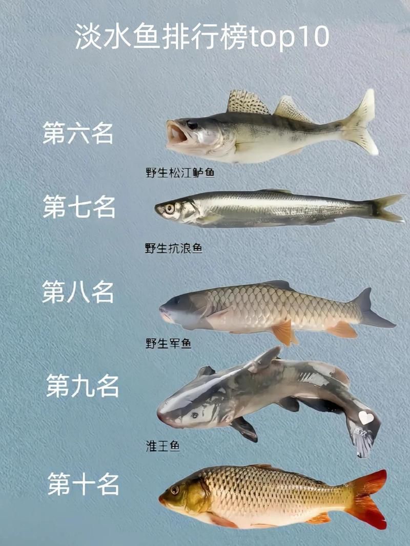 鯉魚品種介紹圖片