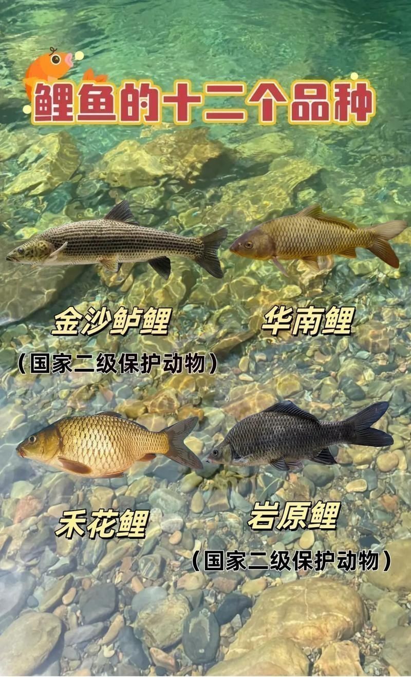 鯉魚品種介紹圖片