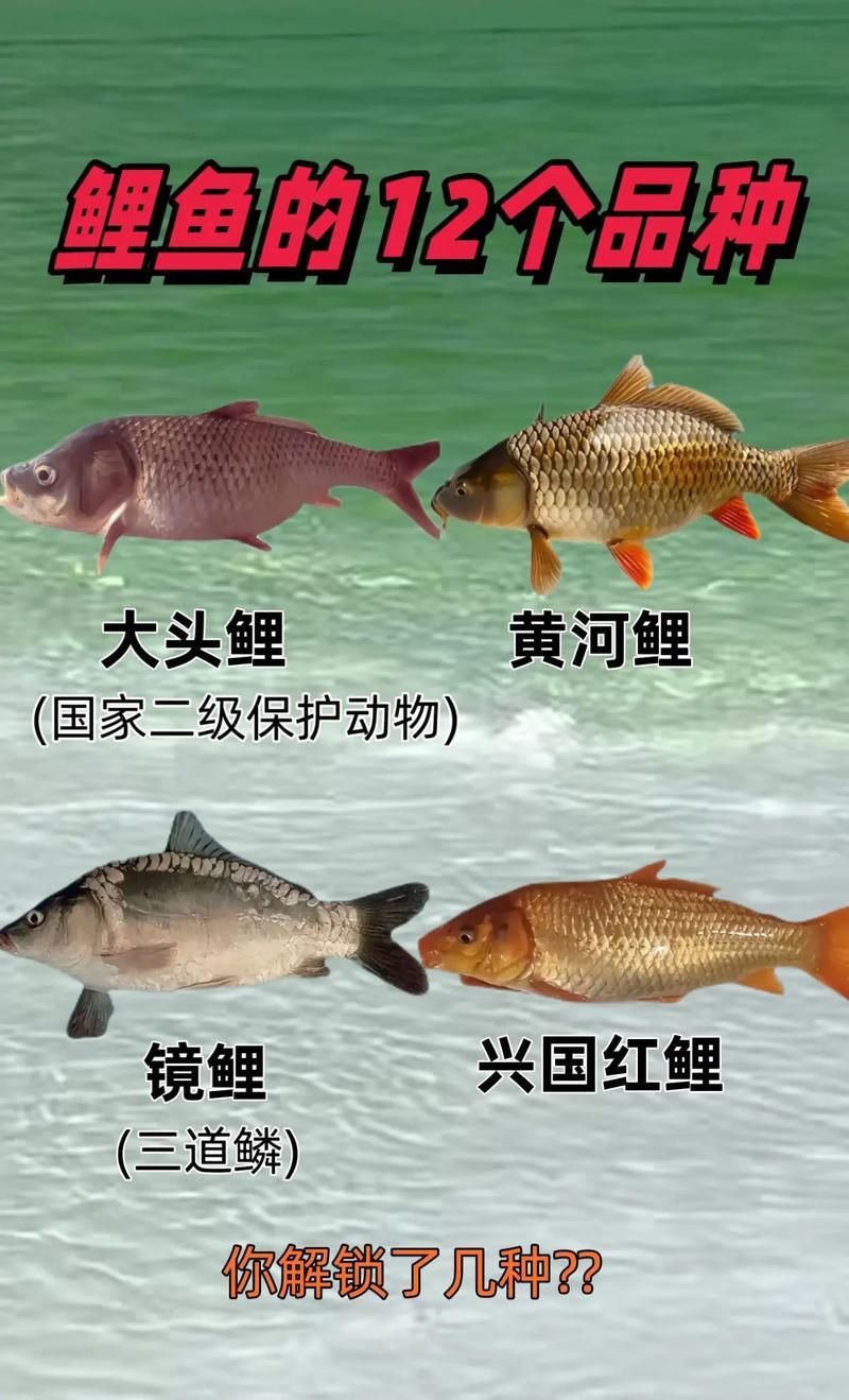 鯉魚品種介紹圖片