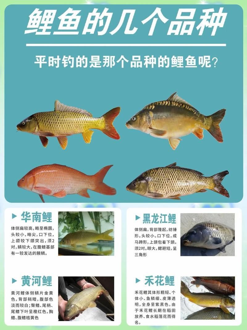 鯉魚品種介紹圖片