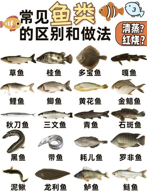 鯉魚品種介紹圖片