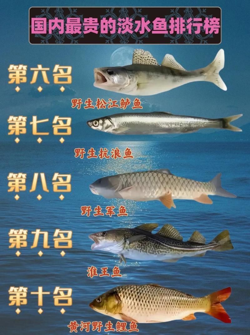 鯉魚品種介紹圖片