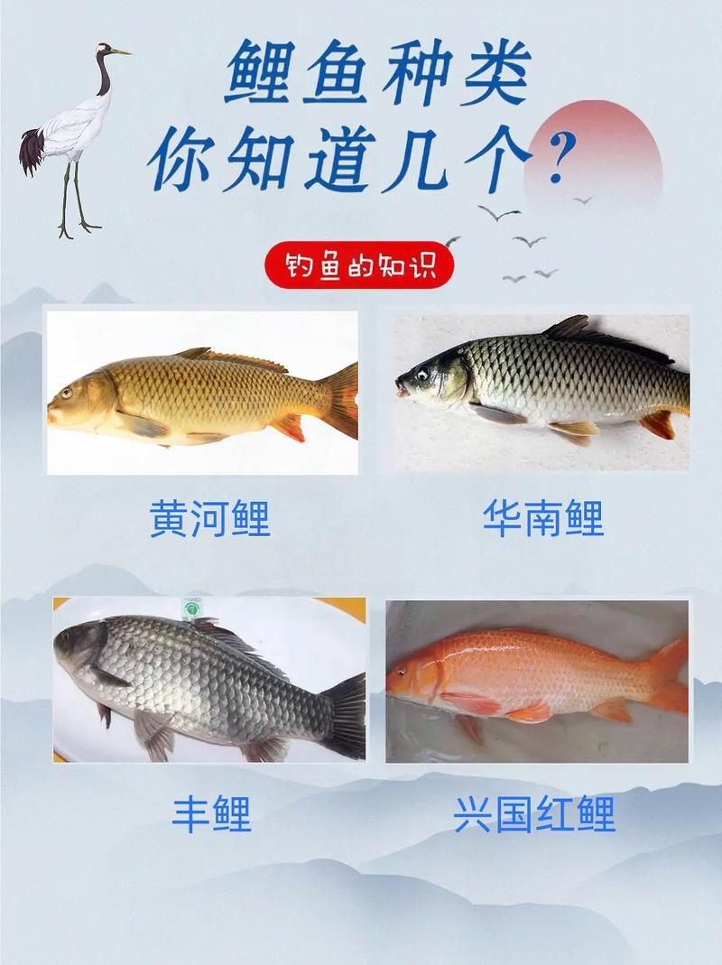 鯉魚品種介紹圖片