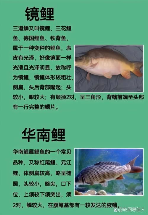 鯉魚品種介紹圖片