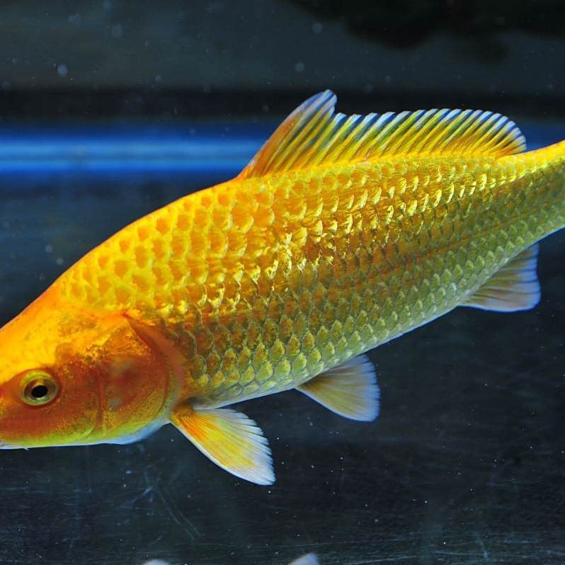鯉魚品種介紹圖片