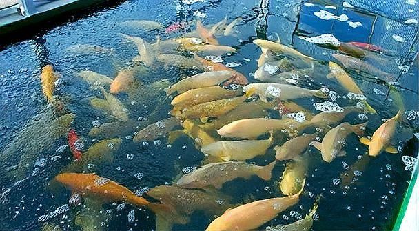 鯉魚品種介紹圖片