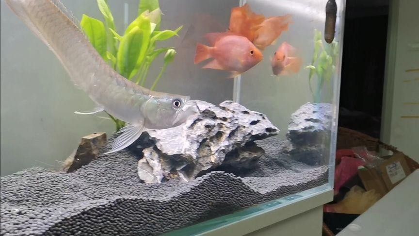 銀龍魚開口喂什么魚好