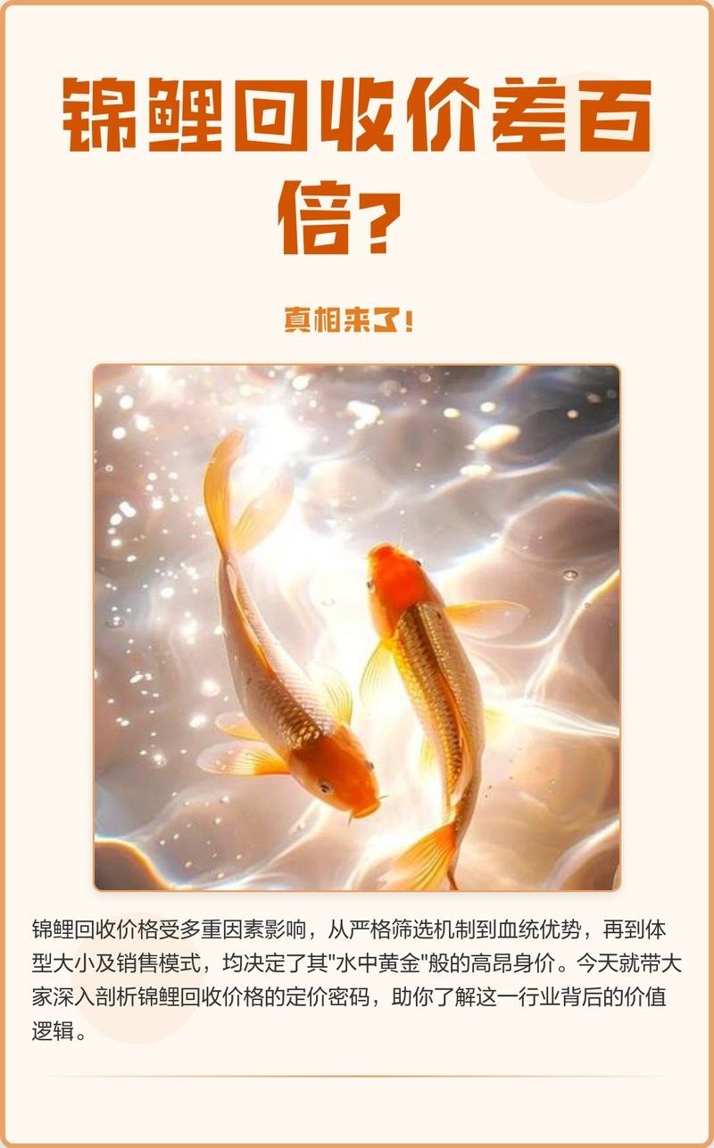 龍魚和錦鯉的市場(chǎng)價(jià)格差異大嗎？ 龍魚和錦鯉的市場(chǎng)價(jià)格差異大嗎？ 龍魚百科 第4張