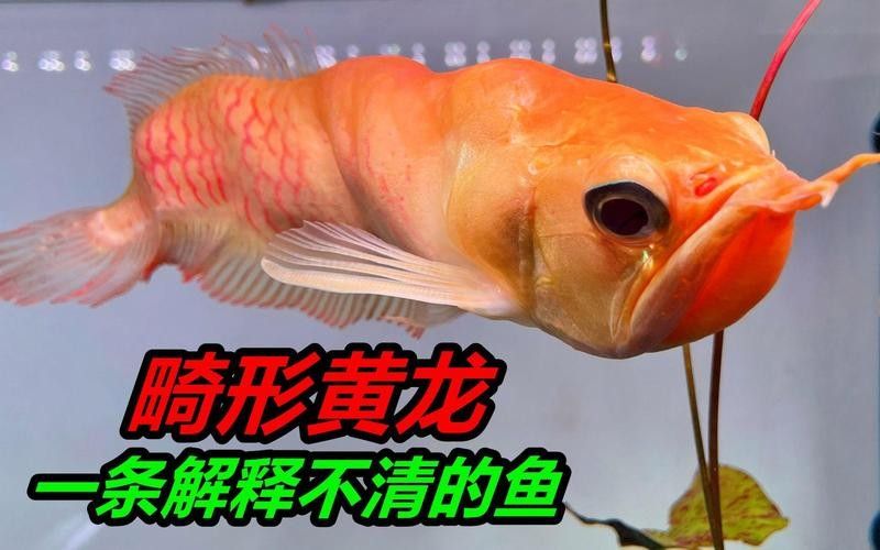銀龍魚混養(yǎng)需要多長(zhǎng)時(shí)間磨合