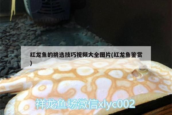 紅龍魚品相圖解（紅龍魚品相鑒定技巧）