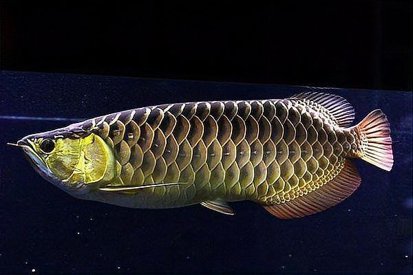 過背金龍魚飼養技巧分享