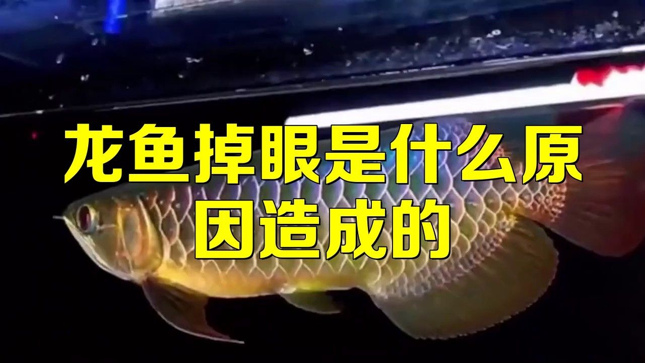 龍魚一開燈就掉眼屎 龍魚一開燈就掉眼屎 龍魚百科
