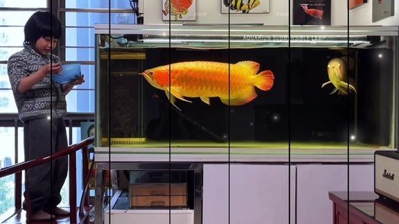 龍魚魟魚飼養(yǎng)手冊目錄