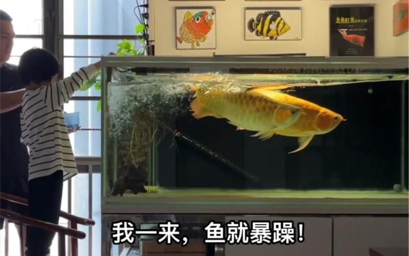 紅龍魚多久認主人？