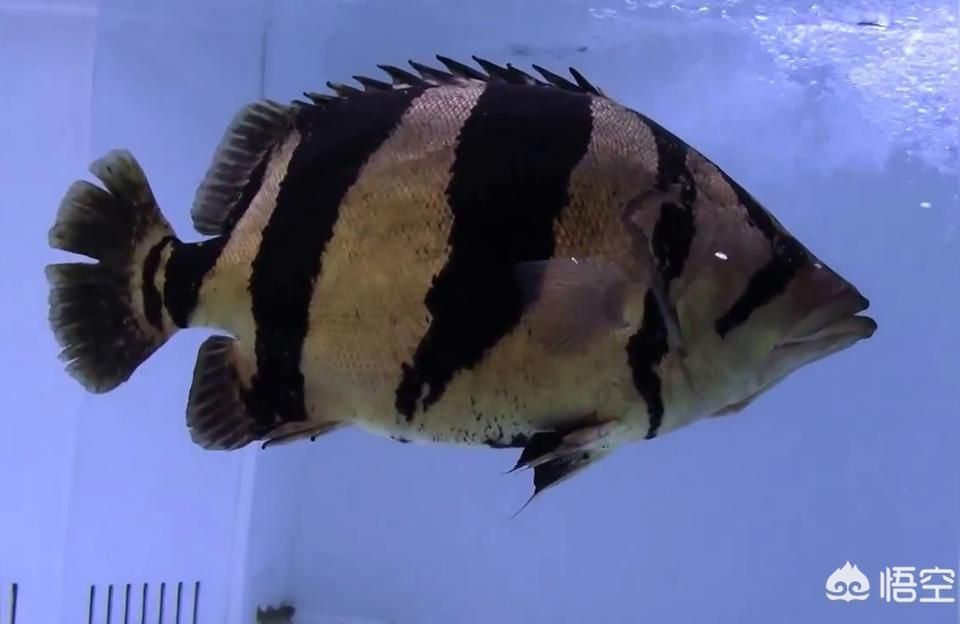 金龍魚配魚什么最好看 金龍魚配魚什么最好看 龍魚百科