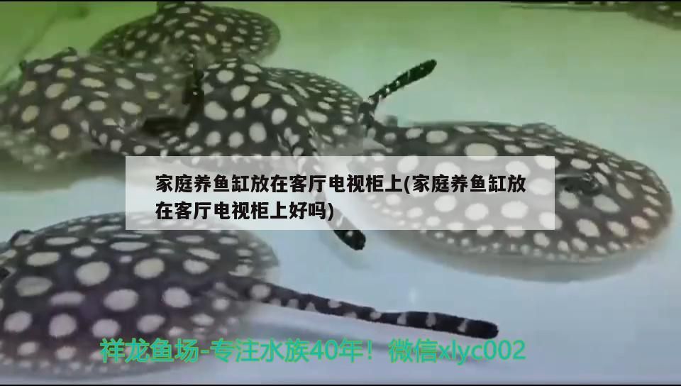 家庭養魚缸放在客廳電視柜上(家庭養魚缸放在客廳電視柜上好嗎)