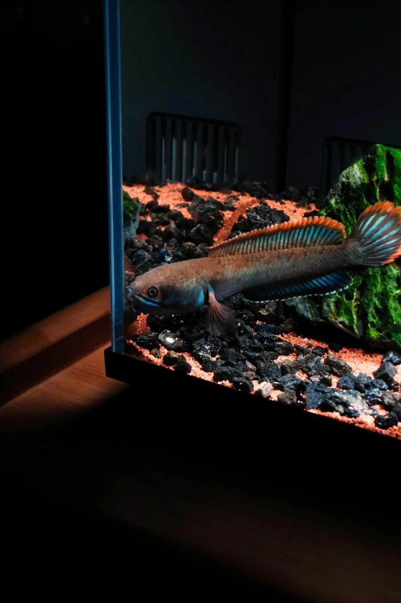 雷龍魚白眼
