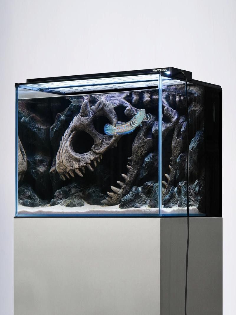 雷龍魚白眼