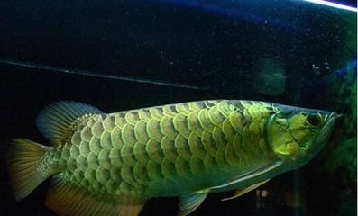 金龍魚小時候是什么顏色的：金龍魚小時候的顏色變化,金龍魚的顏色變化 金龍魚小時候是什么顏色的：金龍魚小時候的顏色變化,金龍魚的顏色變化 龍魚百科 第1張