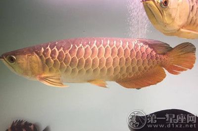 金龍魚小時候是什么顏色的：金龍魚小時候的顏色變化,金龍魚的顏色變化 金龍魚小時候是什么顏色的：金龍魚小時候的顏色變化,金龍魚的顏色變化 龍魚百科 第3張