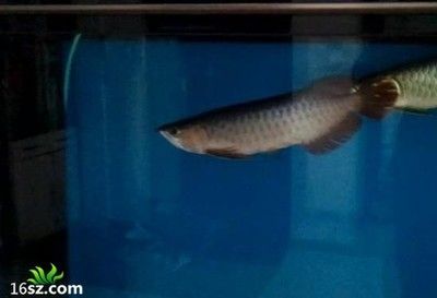 龍魚的常見病癥有哪些表現：龍魚的一些常見病癥有哪些表現 龍魚的常見病癥有哪些表現：龍魚的一些常見病癥有哪些表現 龍魚百科 第2張