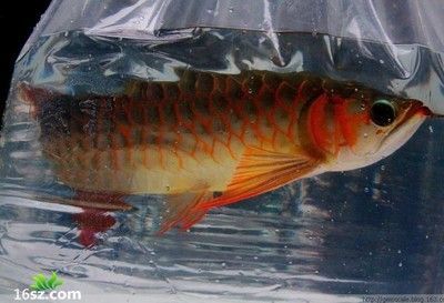 龍魚的常見病癥有哪些表現：龍魚的一些常見病癥有哪些表現 龍魚的常見病癥有哪些表現：龍魚的一些常見病癥有哪些表現 龍魚百科 第1張