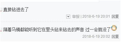 龍魚死了是擋災的嗎