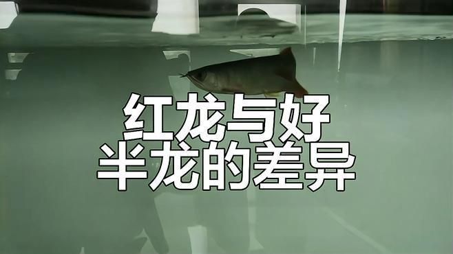 如何辨別真假大湖紅龍? 龍魚百科 第2張 如何辨別真假大湖紅龍? 如何辨別真假大湖紅龍? 龍魚百科 第2張
