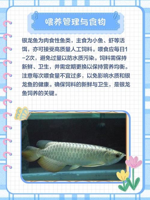 銀龍魚可以吃豬肉嗎圖片 銀龍魚可以吃豬肉嗎圖片 龍魚百科 第30張