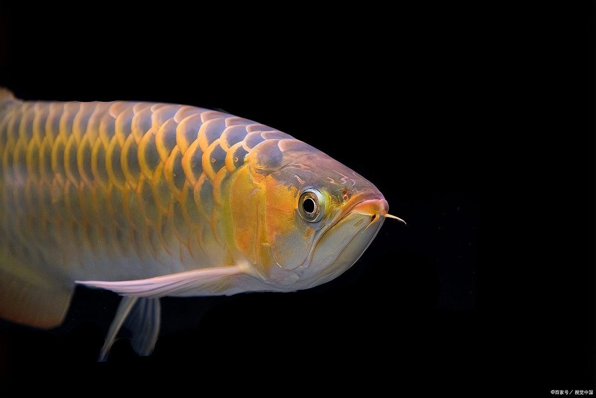龍魚不吃飼料還喂
