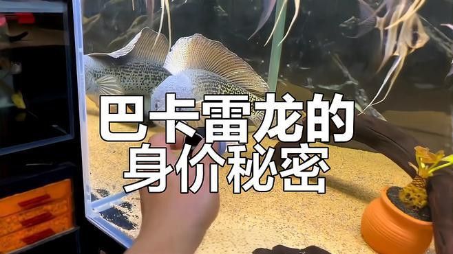 巴卡雷龍為什么這么貴？