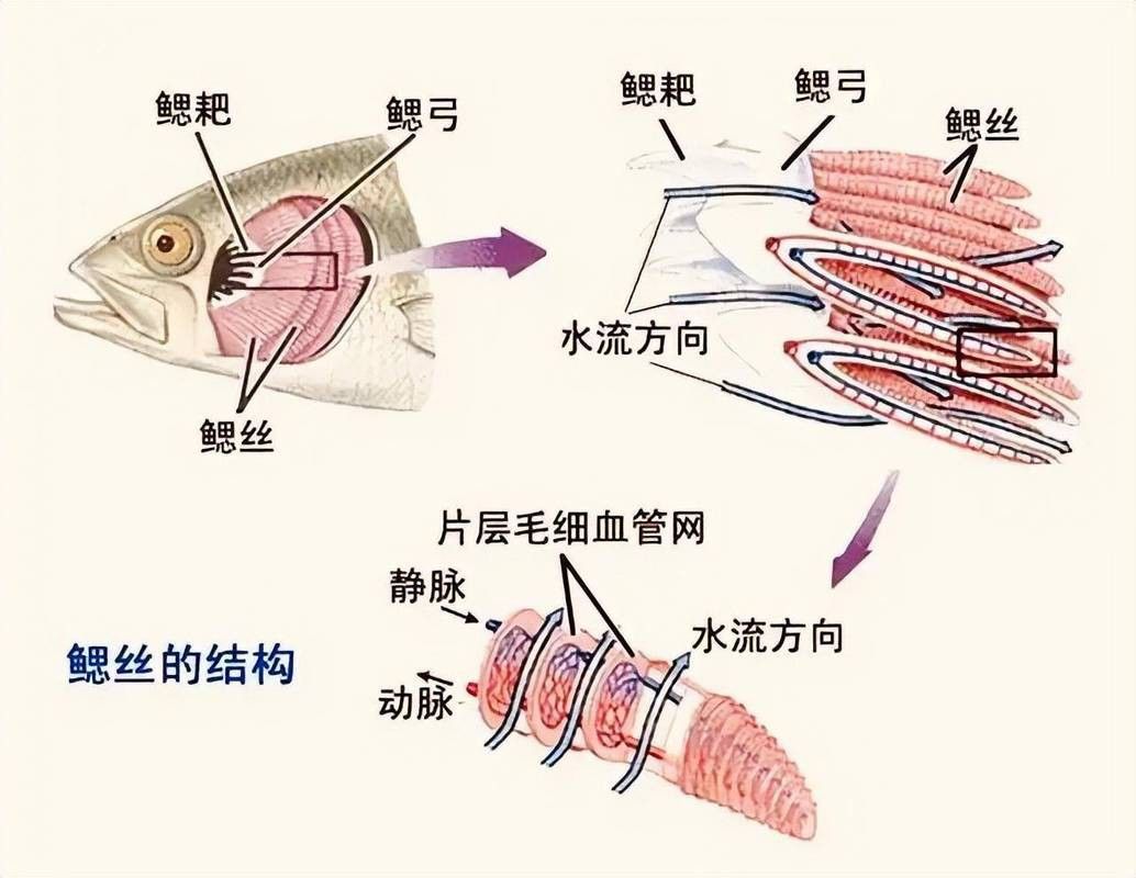 金龍魚總是嘴一張一合