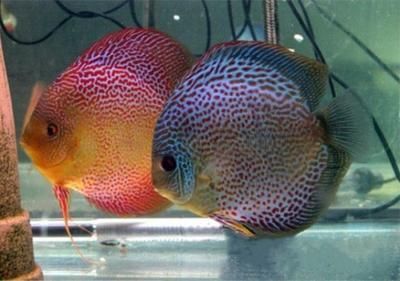 龍魚可以和哪些魚混養一起：龍魚在混養時需要考慮到與同類或不同種類的魚兒相處的兼容性問題