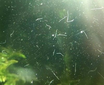 大麥蟲怎么消毒喂龍魚：大麥蟲怎么消毒喂龍魚大麥蟲怎么消毒喂龍魚