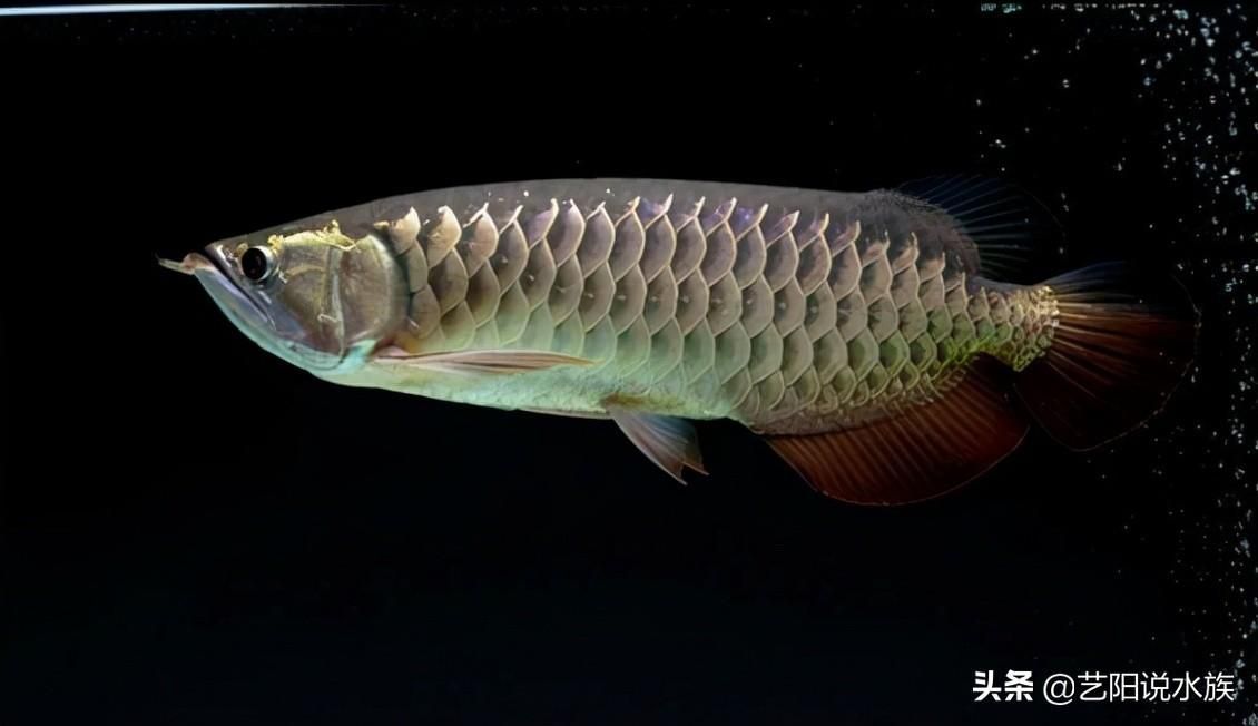 20厘米金龍魚價格多少錢（20厘米的金龍魚價格是多少金龍魚多少錢一條）