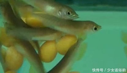 金龍魚老是張嘴怎么回事【金龍魚老是張嘴怎么回事金龍魚老是張嘴可能是因為缺氧】