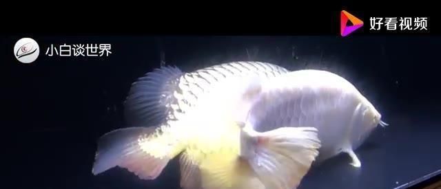 金龍魚老是張嘴怎么回事【金龍魚老是張嘴怎么回事金龍魚老是張嘴可能是因為缺氧】